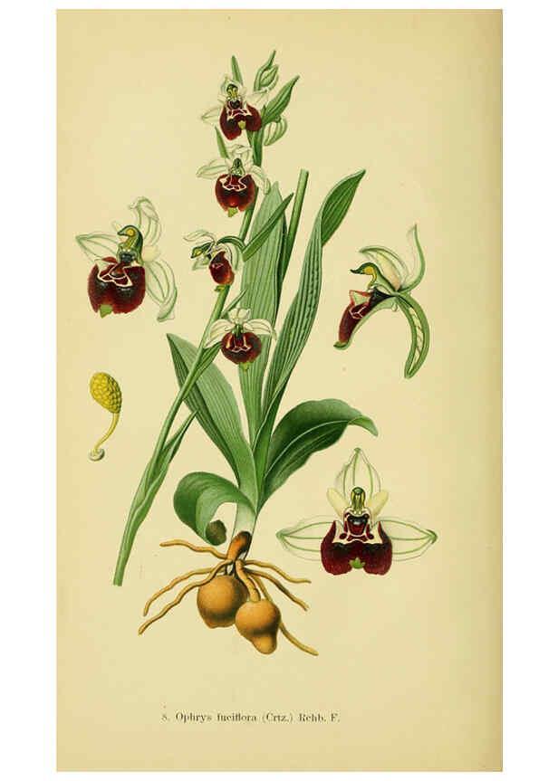 Reproducción/Reproduction 6022113714: Abbildungen der in Deutschland und den angrenzenden gebieten vorkommenden grundformen der orchideenarten Berlin,R. Friedländer & sohn,1904
