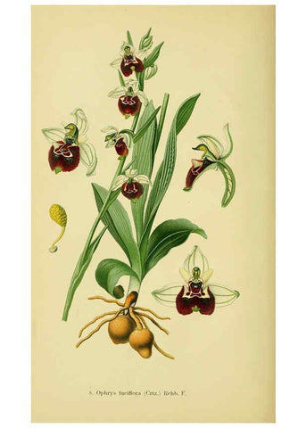 Reproducción/Reproduction 6022113714: Abbildungen der in Deutschland und den angrenzenden gebieten vorkommenden grundformen der orchideenarten Berlin,R. Friedländer & sohn,1904