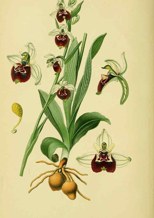 Reproducción/Reproduction 6022113714: Abbildungen der in Deutschland und den angrenzenden gebieten vorkommenden grundformen der orchideenarten Berlin,R. Friedländer & sohn,1904