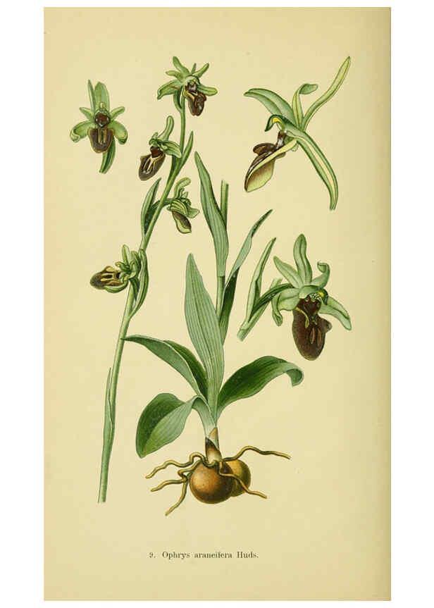 Reproducción/Reproduction 6021558827: Abbildungen der in Deutschland und den angrenzenden gebieten vorkommenden grundformen der orchideenarten Berlin,R. Friedländer & sohn,1904