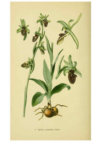 Reproducción/Reproduction 6021558827: Abbildungen der in Deutschland und den angrenzenden gebieten vorkommenden grundformen der orchideenarten Berlin,R. Friedländer & sohn,1904