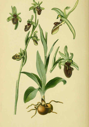 Reproducción/Reproduction 6021558827: Abbildungen der in Deutschland und den angrenzenden gebieten vorkommenden grundformen der orchideenarten Berlin,R. Friedländer & sohn,1904