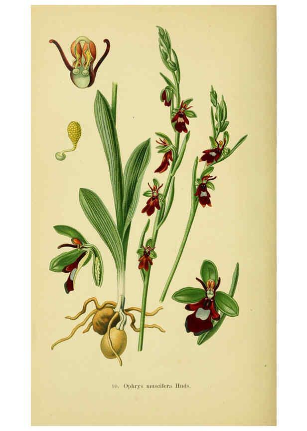 Reproducción/Reproduction 6022114414: Abbildungen der in Deutschland und den angrenzenden gebieten vorkommenden grundformen der orchideenarten Berlin,R. Friedländer & sohn,1904