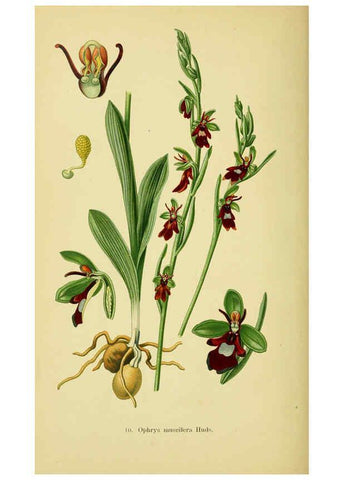 Reproducción/Reproduction 6022114414: Abbildungen der in Deutschland und den angrenzenden gebieten vorkommenden grundformen der orchideenarten Berlin,R. Friedländer & sohn,1904