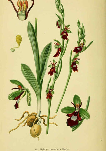 Reproducción/Reproduction 6022114414: Abbildungen der in Deutschland und den angrenzenden gebieten vorkommenden grundformen der orchideenarten Berlin,R. Friedländer & sohn,1904