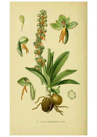 Reproducción/Reproduction 6022114748: Abbildungen der in Deutschland und den angrenzenden gebieten vorkommenden grundformen der orchideenarten Berlin,R. Friedländer & sohn,1904