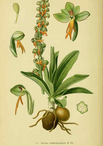 Reproducción/Reproduction 6022114748: Abbildungen der in Deutschland und den angrenzenden gebieten vorkommenden grundformen der orchideenarten Berlin,R. Friedländer & sohn,1904