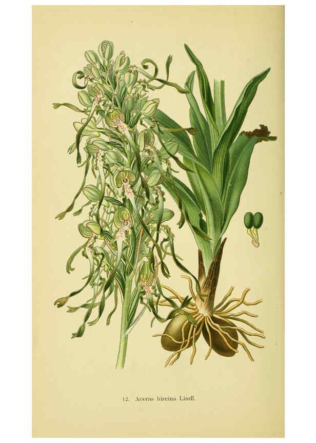 Reproducción/Reproduction 6021559795: Abbildungen der in Deutschland und den angrenzenden gebieten vorkommenden grundformen der orchideenarten Berlin,R. Friedländer & sohn,1904