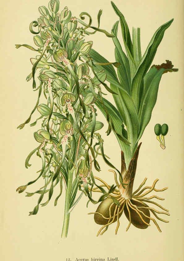 Reproducción/Reproduction 6021559795: Abbildungen der in Deutschland und den angrenzenden gebieten vorkommenden grundformen der orchideenarten Berlin,R. Friedländer & sohn,1904