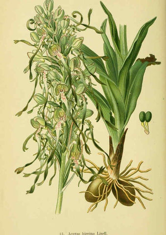 Reproducción/Reproduction 6021559795: Abbildungen der in Deutschland und den angrenzenden gebieten vorkommenden grundformen der orchideenarten Berlin,R. Friedländer & sohn,1904