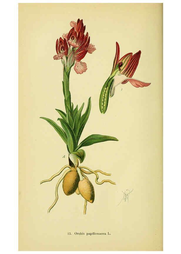 Reproducción/Reproduction 6022115742: Abbildungen der in Deutschland und den angrenzenden gebieten vorkommenden grundformen der orchideenarten Berlin,R. Friedländer & sohn,1904