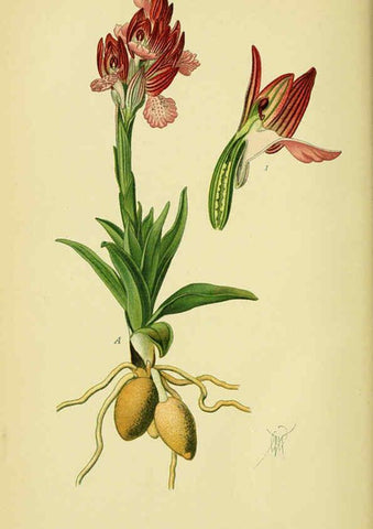 Reproducción/Reproduction 6022115742: Abbildungen der in Deutschland und den angrenzenden gebieten vorkommenden grundformen der orchideenarten Berlin,R. Friedländer & sohn,1904