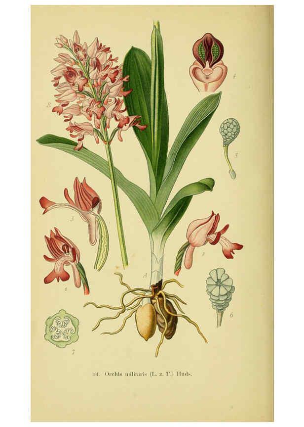 Reproducción/Reproduction 6022116034: Abbildungen der in Deutschland und den angrenzenden gebieten vorkommenden grundformen der orchideenarten Berlin,R. Friedländer & sohn,1904