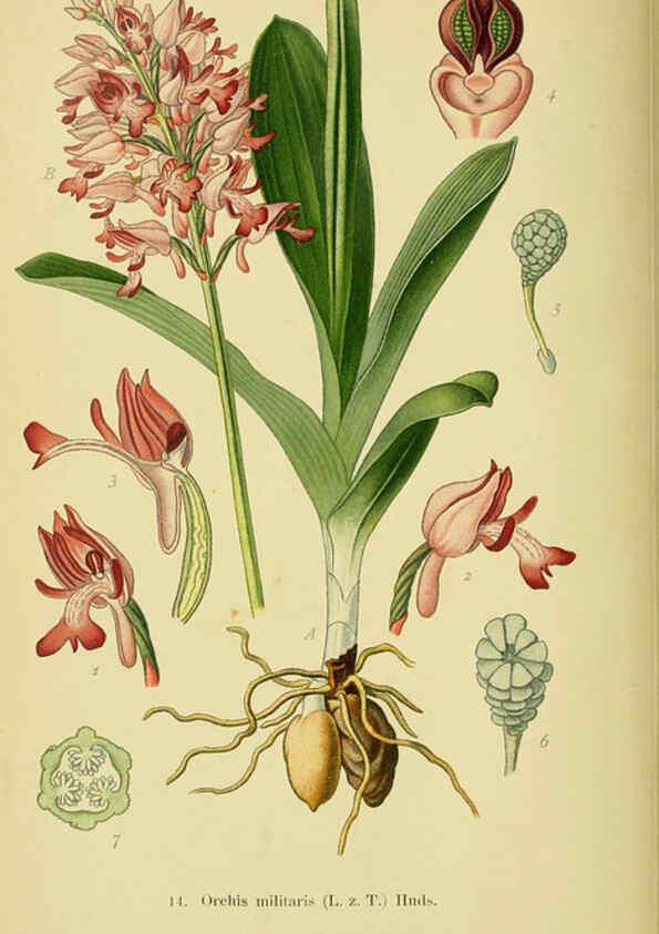 Reproducción/Reproduction 6022116034: Abbildungen der in Deutschland und den angrenzenden gebieten vorkommenden grundformen der orchideenarten Berlin,R. Friedländer & sohn,1904