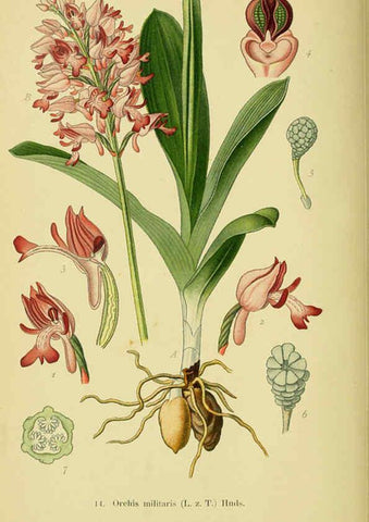 Reproducción/Reproduction 6022116034: Abbildungen der in Deutschland und den angrenzenden gebieten vorkommenden grundformen der orchideenarten Berlin,R. Friedländer & sohn,1904