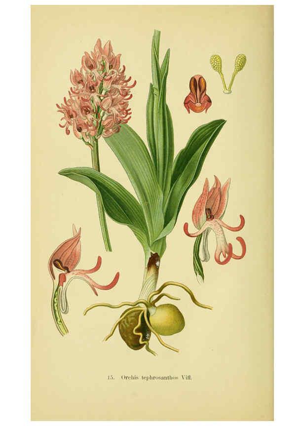 Reproducción/Reproduction 6021561127: Abbildungen der in Deutschland und den angrenzenden gebieten vorkommenden grundformen der orchideenarten Berlin,R. Friedländer & sohn,1904