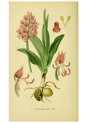 Reproducción/Reproduction 6021561127: Abbildungen der in Deutschland und den angrenzenden gebieten vorkommenden grundformen der orchideenarten Berlin,R. Friedländer & sohn,1904