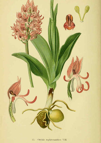 Reproducción/Reproduction 6021561127: Abbildungen der in Deutschland und den angrenzenden gebieten vorkommenden grundformen der orchideenarten Berlin,R. Friedländer & sohn,1904