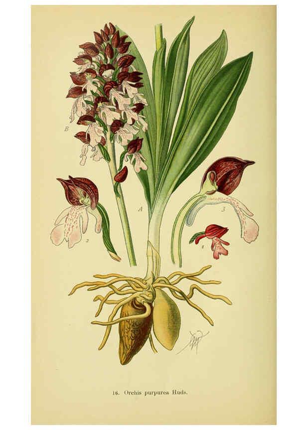 Reproducción/Reproduction 6022116912: Abbildungen der in Deutschland und den angrenzenden gebieten vorkommenden grundformen der orchideenarten Berlin,R. Friedländer & sohn,1904