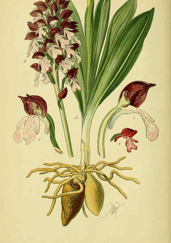 Reproducción/Reproduction 6022116912: Abbildungen der in Deutschland und den angrenzenden gebieten vorkommenden grundformen der orchideenarten Berlin,R. Friedländer & sohn,1904