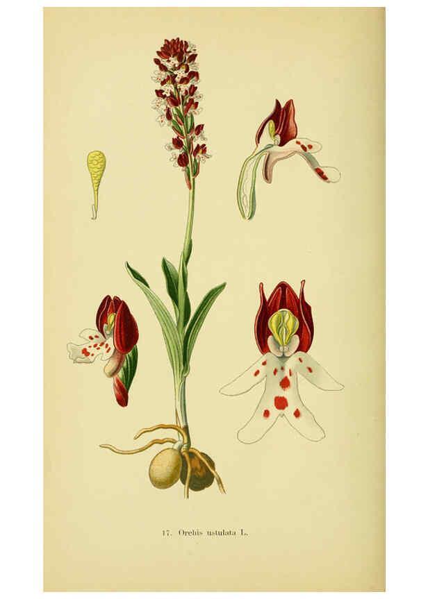 Reproducción/Reproduction 6022117468: Abbildungen der in Deutschland und den angrenzenden gebieten vorkommenden grundformen der orchideenarten Berlin,R. Friedländer & sohn,1904