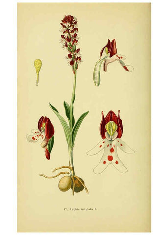 Reproducción/Reproduction 6022117468: Abbildungen der in Deutschland und den angrenzenden gebieten vorkommenden grundformen der orchideenarten Berlin,R. Friedländer & sohn,1904
