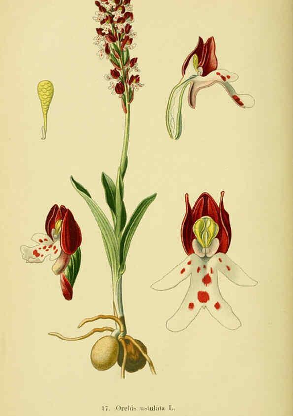 Reproducción/Reproduction 6022117468: Abbildungen der in Deutschland und den angrenzenden gebieten vorkommenden grundformen der orchideenarten Berlin,R. Friedländer & sohn,1904