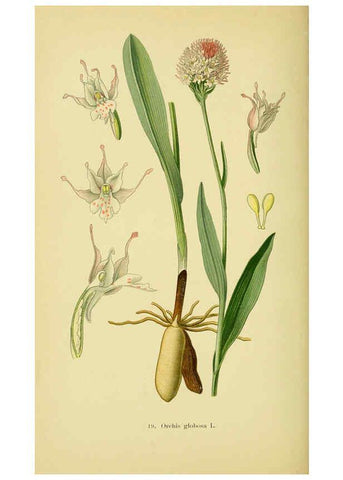 Reproducción/Reproduction 6022118092: Abbildungen der in Deutschland und den angrenzenden gebieten vorkommenden grundformen der orchideenarten Berlin,R. Friedländer & sohn,1904