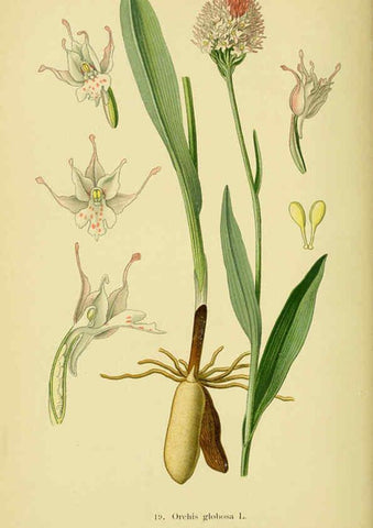 Reproducción/Reproduction 6022118092: Abbildungen der in Deutschland und den angrenzenden gebieten vorkommenden grundformen der orchideenarten Berlin,R. Friedländer & sohn,1904