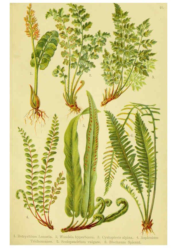 Reproducción/Reproduction 6022065688: Alpen-Flora für Touristen und Pflanzenfreunde Stuttgart :Verlag für Naturkunde Sprösser & Nägele,1904