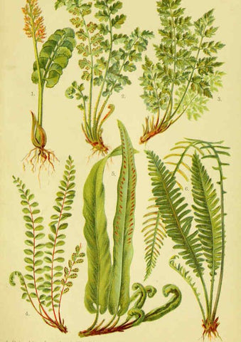 Reproducción/Reproduction 6022065688: Alpen-Flora für Touristen und Pflanzenfreunde Stuttgart :Verlag für Naturkunde Sprösser & Nägele,1904