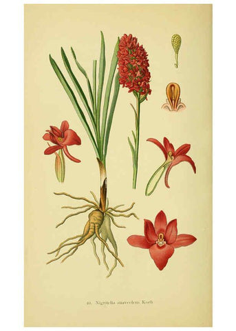 Reproducción/Reproduction 6022125804: Abbildungen der in Deutschland und den angrenzenden gebieten vorkommenden grundformen der orchideenarten Berlin,R. Friedländer & sohn,1904