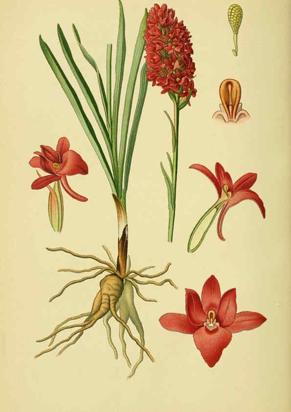 Reproducción/Reproduction 6022125804: Abbildungen der in Deutschland und den angrenzenden gebieten vorkommenden grundformen der orchideenarten Berlin,R. Friedländer & sohn,1904