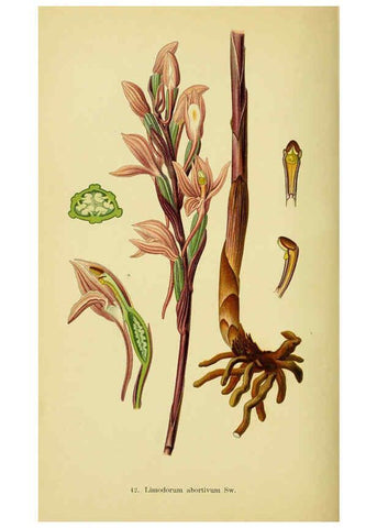 Reproducción/Reproduction 6021571255: Abbildungen der in Deutschland und den angrenzenden gebieten vorkommenden grundformen der orchideenarten Berlin,R. Friedländer & sohn,1904
