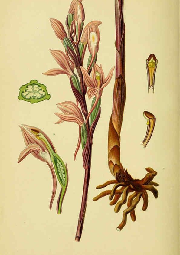 Reproducción/Reproduction 6021571255: Abbildungen der in Deutschland und den angrenzenden gebieten vorkommenden grundformen der orchideenarten Berlin,R. Friedländer & sohn,1904