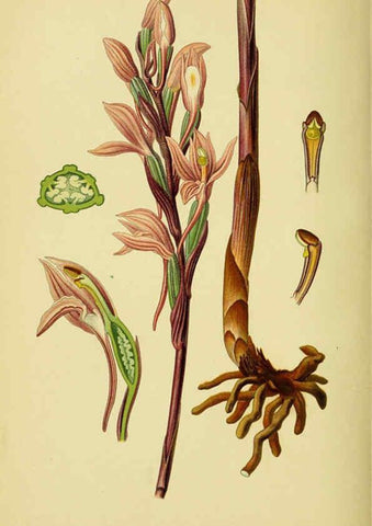 Reproducción/Reproduction 6021571255: Abbildungen der in Deutschland und den angrenzenden gebieten vorkommenden grundformen der orchideenarten Berlin,R. Friedländer & sohn,1904