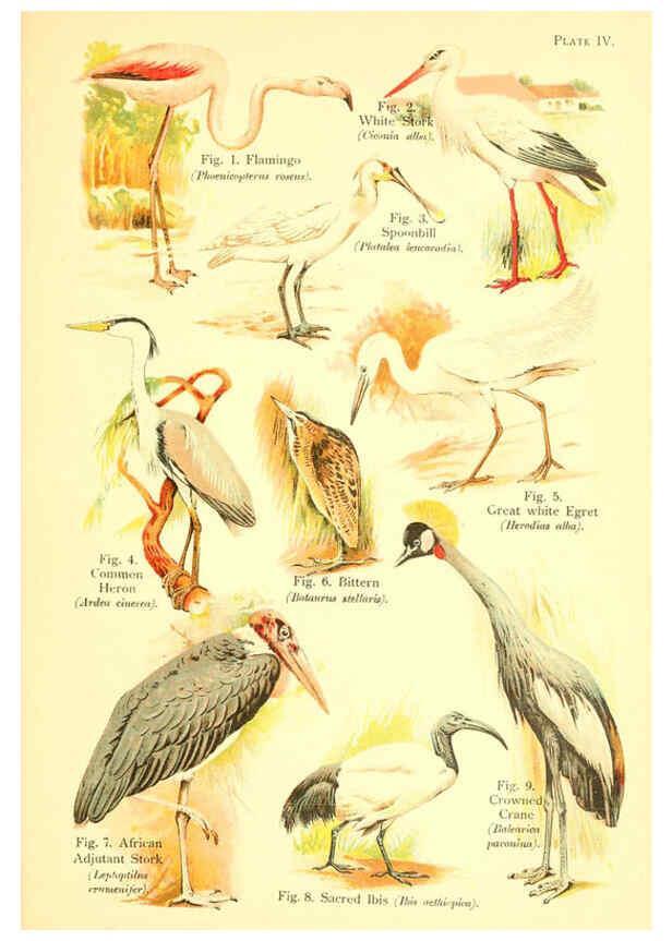 Reproducción/Reproduction 6021706365: A book of birds London,Sidney Appleton,1908