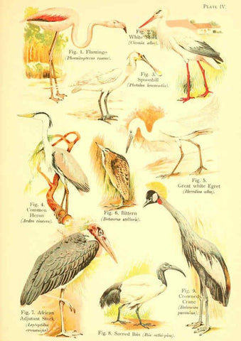 Reproducción/Reproduction 6021706365: A book of birds London,Sidney Appleton,1908