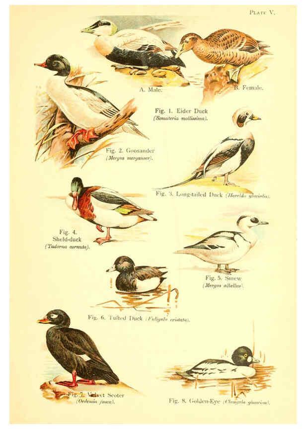 Reproducción/Reproduction 6022262348: A book of birds London,Sidney Appleton,1908