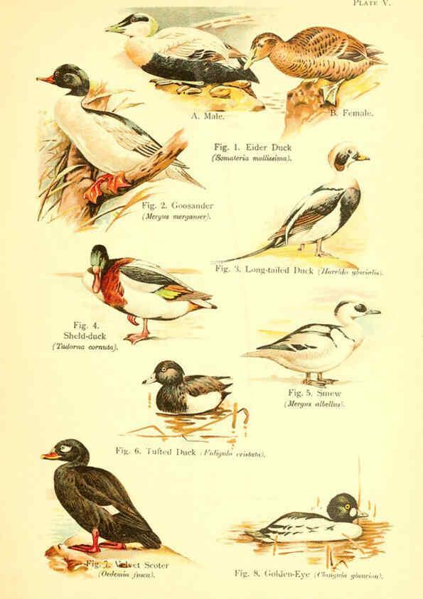 Reproducción/Reproduction 6022262348: A book of birds London,Sidney Appleton,1908