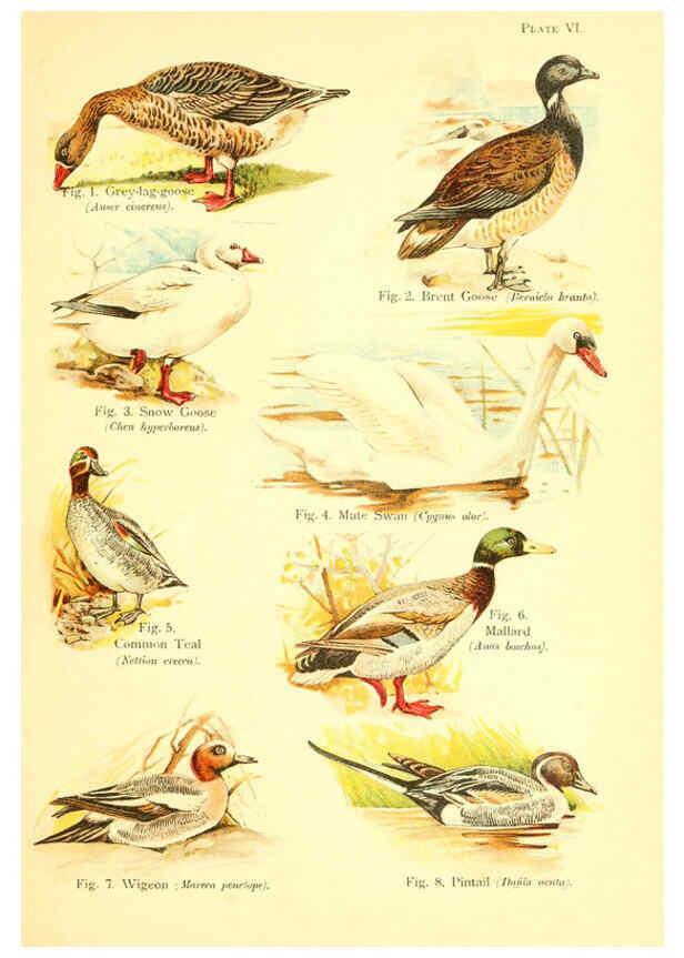 Reproducción/Reproduction 6021706779: A book of birds London,Sidney Appleton,1908