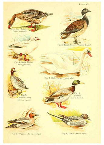 Reproducción/Reproduction 6021706779: A book of birds London,Sidney Appleton,1908
