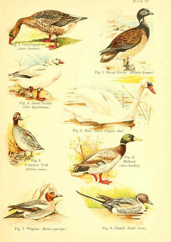 Reproducción/Reproduction 6021706779: A book of birds London,Sidney Appleton,1908