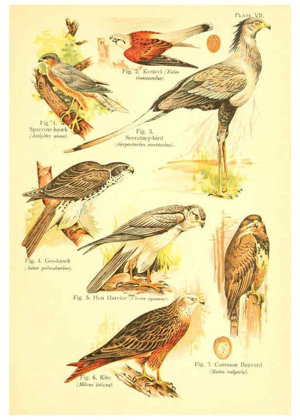 Reproducción/Reproduction 6022263140: A book of birds London,Sidney Appleton,1908