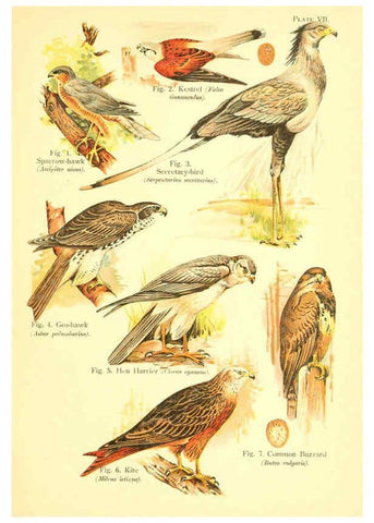 Reproducción/Reproduction 6022263140: A book of birds London,Sidney Appleton,1908