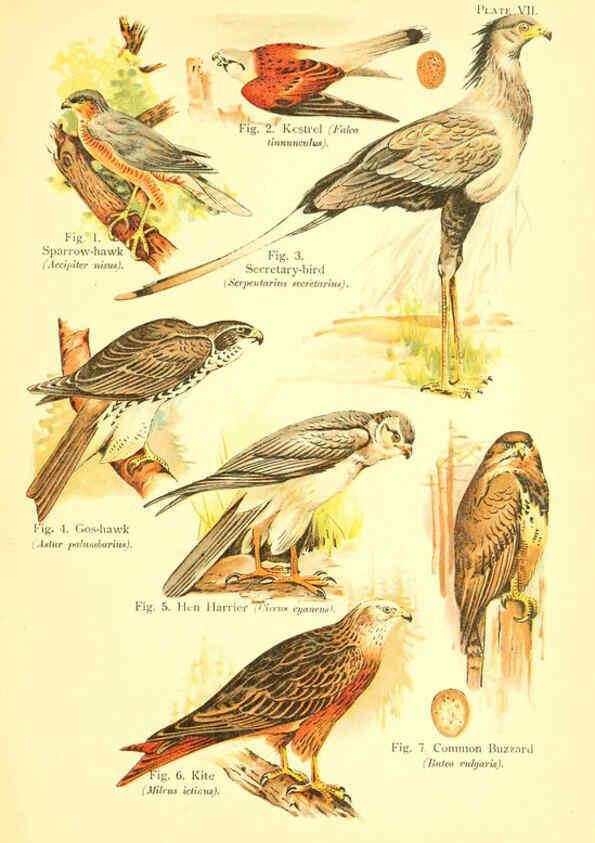 Reproducción/Reproduction 6022263140: A book of birds London,Sidney Appleton,1908