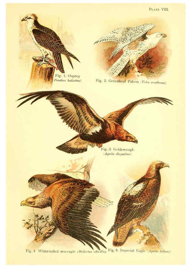 Reproducción/Reproduction 6022263476: A book of birds London,Sidney Appleton,1908