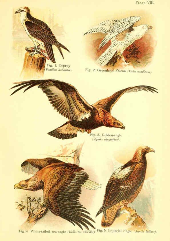 Reproducción/Reproduction 6022263476: A book of birds London,Sidney Appleton,1908