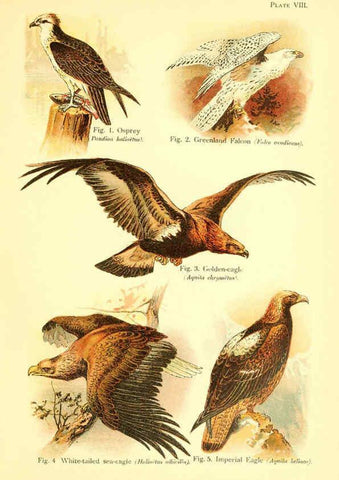 Reproducción/Reproduction 6022263476: A book of birds London,Sidney Appleton,1908