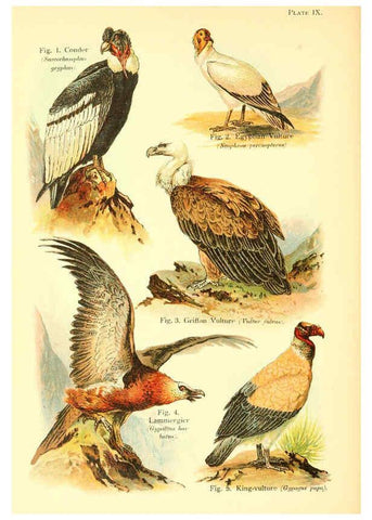 Reproducción/Reproduction 6021708067: A book of birds London,Sidney Appleton,1908